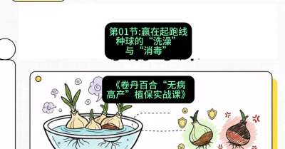 第01节：赢在起跑线&mdash;&mdash;种球的&ldquo;洗澡&rdquo;与&ldquo;消毒&rdquo;，课程：《卷丹百合&ldquo;无病高产&rdquo;植保实战课》#识农AI