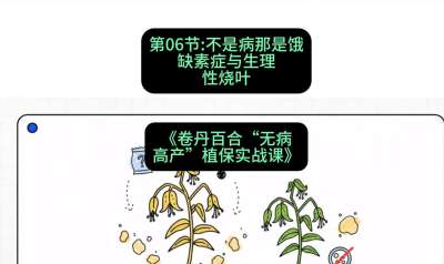 第06节：不是病那是饿&mdash;&mdash;缺素症与生理性烧叶 ，课程：《卷丹百合&ldquo;无病高产&rdquo;植保实战课》#识农AI