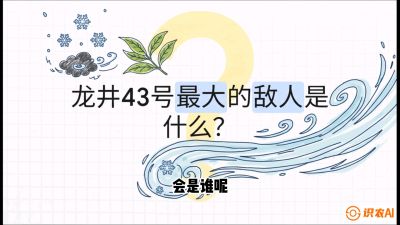 第04节：龙井双璧&mdash;&mdash;龙井43与群体种的差异化护养（重点），课程：《茗茶卫士&mdash;&mdash;茶叶病虫害绿色防控实战课》#识农AI