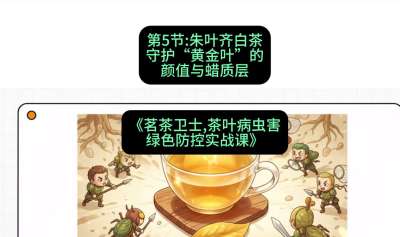 第05节：朱叶齐白茶&mdash;&mdash;守护&ldquo;黄金叶&rdquo;的颜值与蜡质层（重点），课程：《茗茶卫士&mdash;&mdash;茶叶病虫害绿色防控实战课》#识农AI