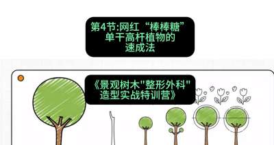 第04节：网红&ldquo;棒棒糖&rdquo;&mdash;&mdash;单干高杆植物的速成法，课程：《景观树木&ldquo;整形外科&rdquo;造型实战特训营》#识农AI