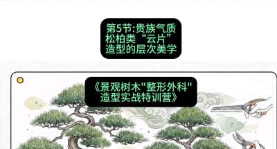 第05节：贵族气质&mdash;&mdash;松柏类&ldquo;云片&rdquo;造型的层次美学，课程：《景观树木&ldquo;整形外科&rdquo;造型实战特训营》#识农AI