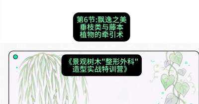 第06节：飘逸之美&mdash;&mdash;垂枝类与藤本植物的牵引术，课程：《景观树木&ldquo;整形外科&rdquo;造型实战特训营》#识农AI