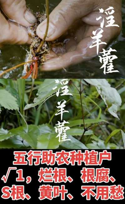 177，1907，0725，V 同号
1  老乡们！种淫羊藿不用乱买肥，咱这款专用肥，针对淫羊藿习性配的，壮苗防烂根，采收多卖钱，用过都回头！
2  咱种淫羊藿图的就是省心高产！专用肥薄肥勤施，苗不烧