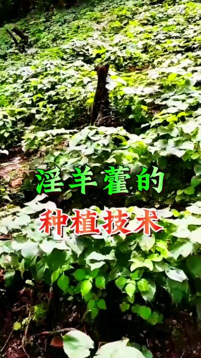 揭秘&ldquo;仙草&rdquo;淫羊藿的种植密码！耐严寒耐贫瘠，林下套种不占耕地，管理简单还能套种其他作物，一亩地的投入两亩地的收益～ 想返乡创业的赶紧码住！ #淫羊藿种植技术 #返乡创业项目 #药材种植指南 #农业新风