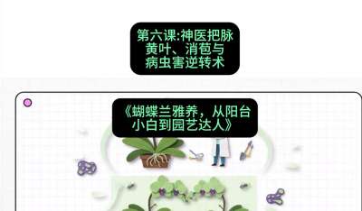 第六节：神医把脉：黄叶、消苞与病虫害逆转术，课程：《蝴蝶兰雅养六讲：从阳台小白到园艺达人》#识农AI