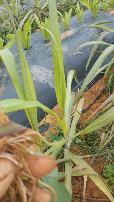 黑甘蔗种植下去，三个月。第一次追肥，