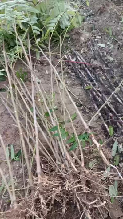 出售臭椿苗，巨峰葡萄苗。药用连翘苗，科研五号优质种苗，2/5年苗，药用连翘树，挂果树，全国包邮到家！财富密码18534302961